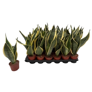 SANSEV FUTURA SUPERB