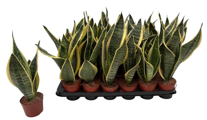 <h4>SANSEV FUTURA SUPERB</h4>