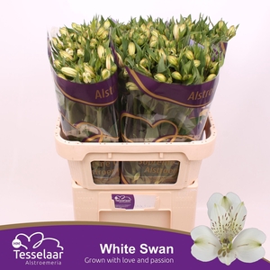 Alstroemeria White Swan