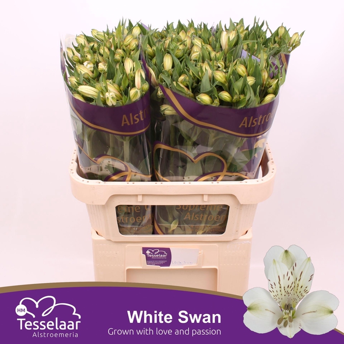 <h4>Alstroemeria White Swan</h4>