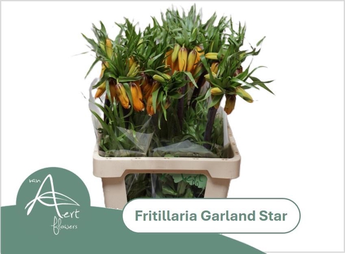 <h4>FRIT IM GARLANT STAR</h4>