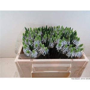 Muscari Manon