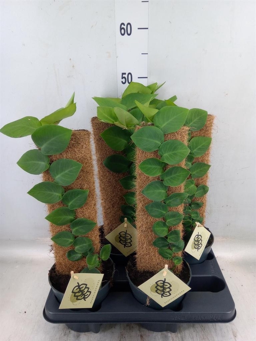 <h4>Rhaphidophora hayi</h4>