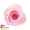 R Gr Christa Pink 50cm EC