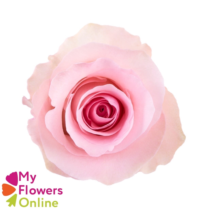 <h4>R Gr Christa Pink 50cm EC</h4>
