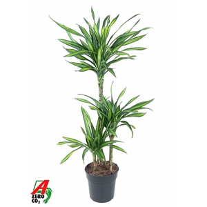Dracaena Riki 60-30-15