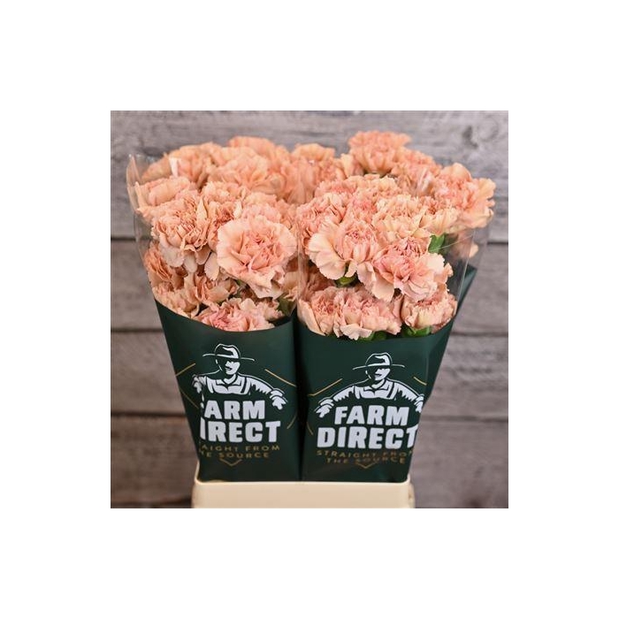 <h4>Di St Caramel</h4>