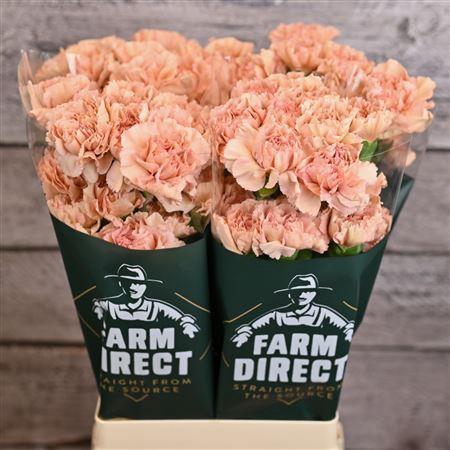 <h4>Di St Caramel</h4>