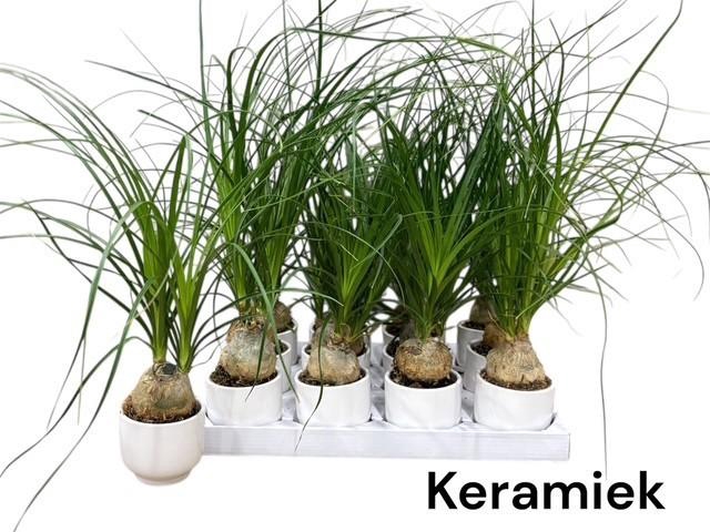 <h4>BEAUCARNEA RECUR</h4>