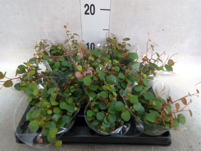 <h4>Peperomia</h4>