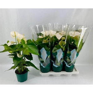 Anthurium Andreanum Samora 17Ø 65cm 5fl