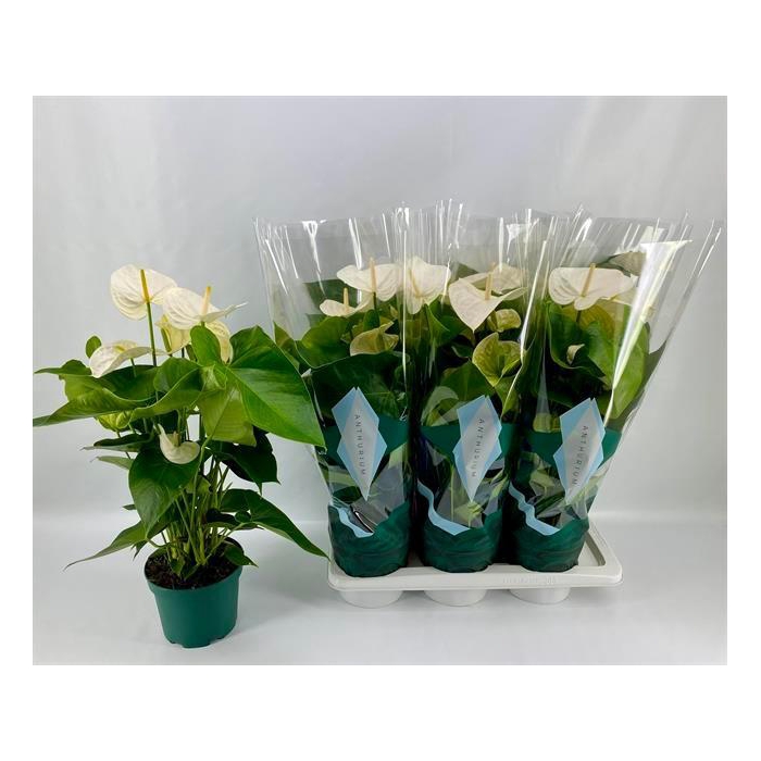 <h4>Anthurium Andreanum Samora 17Ø 65cm 5fl</h4>