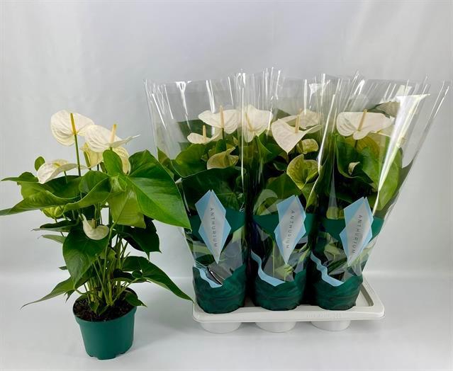 Anthurium Andreanum Samora 17Ø 65cm 5fl