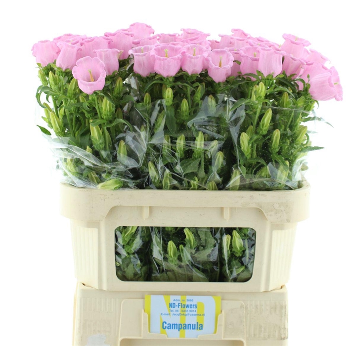 Camp M Pearl Pink