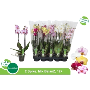 PHAL GEM 5 KL