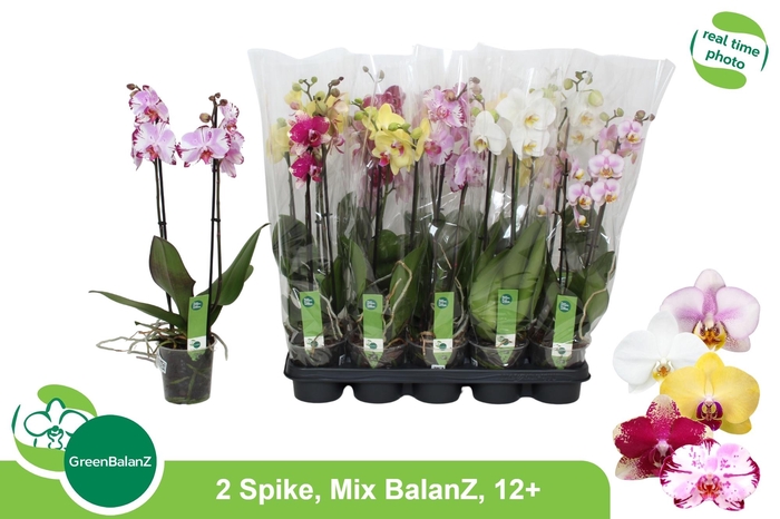 <h4>PHAL GEM 5 KL</h4>