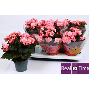 BEG DU MO 2 JOY PINK