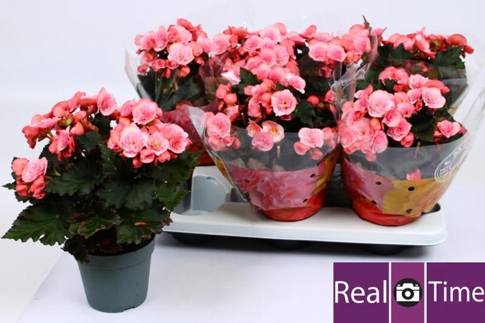 <h4>BEG DU MO 2 JOY PINK</h4>