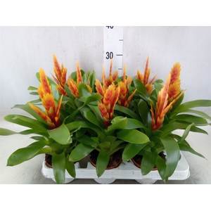 Vriesea  'Cato'