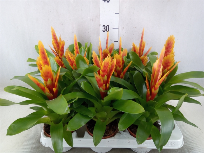 <h4>Vriesea  'Cato'</h4>
