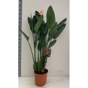STRELITZIA REGIN BL