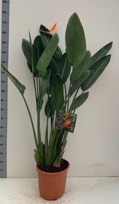 <h4>STRELITZIA REGIN BL</h4>