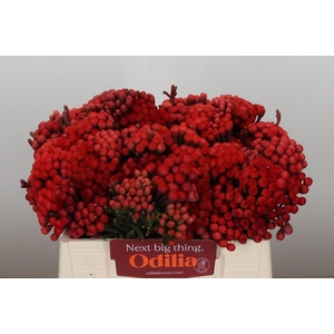 Kaaps Groen Red Brunia Medium