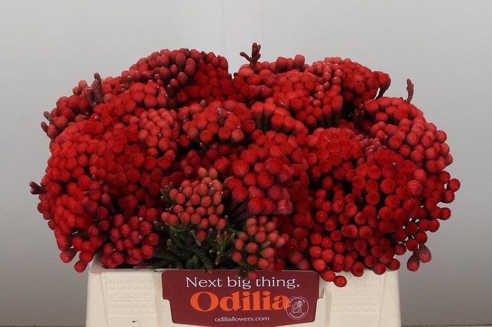 <h4>Kaaps Groen Red Brunia Medium</h4>