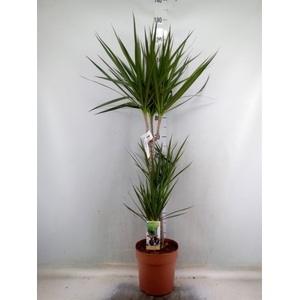Dracaena marg.