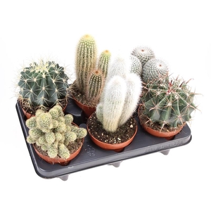 Cactus gemengd CA12002