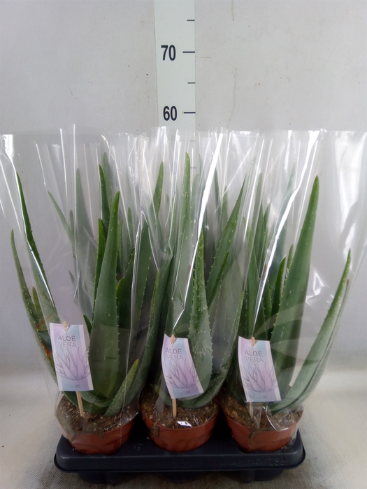 <h4>Aloe vera</h4>