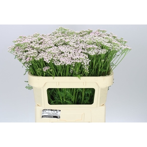 Achillea Lilac Beauty