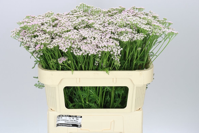 <h4>Achillea Lilac Beauty</h4>