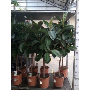 Ficus   ...
