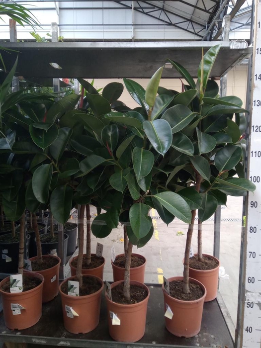 <h4>Ficus   ...</h4>