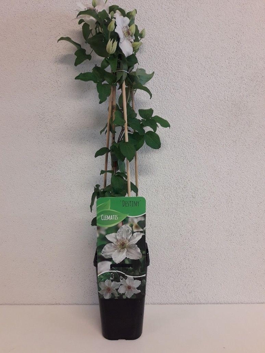 <h4>Clematis Destiny</h4>