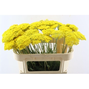 Achillea Park Variety