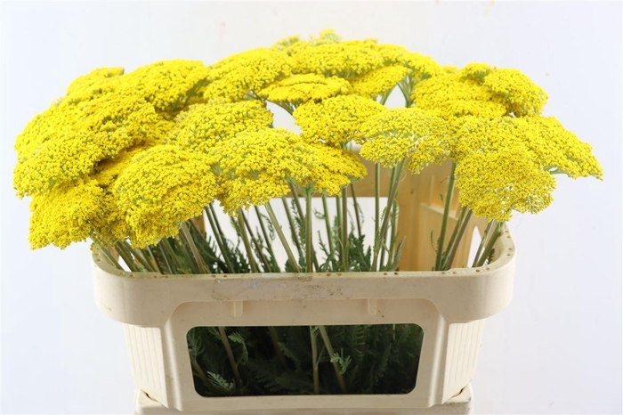 <h4>Achillea Park Variety</h4>