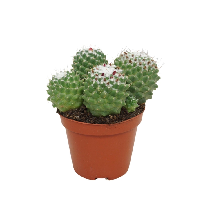 <h4>Mammillaria polythele 'Toluca'</h4>