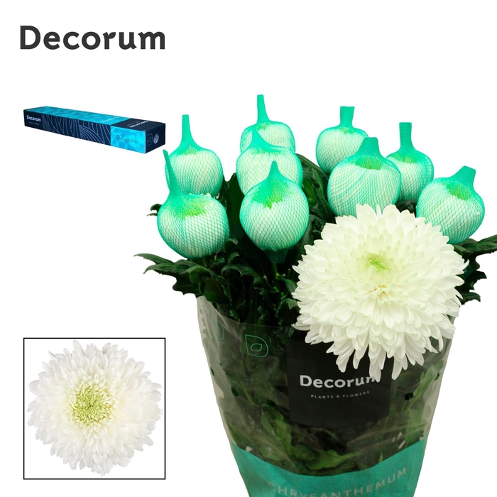 <h4>Chrysanthemum PL 'Magnum'</h4>