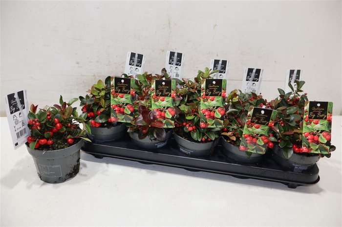 <h4>Gaulth Pr Big Berry</h4>