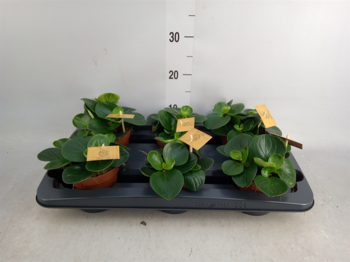 <h4>Peperomia obt. 'Red Canyon'</h4>