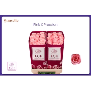 R GR PINK X-PRESSION