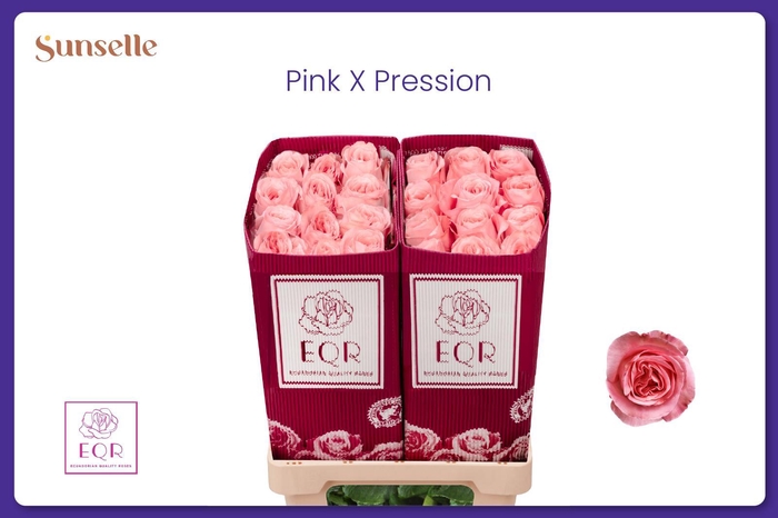 <h4>R GR PINK X-PRESSION</h4>