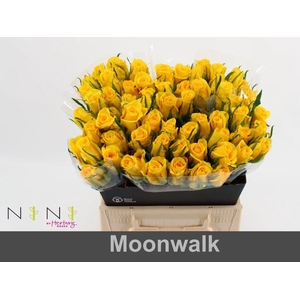Rosa large moonwalk