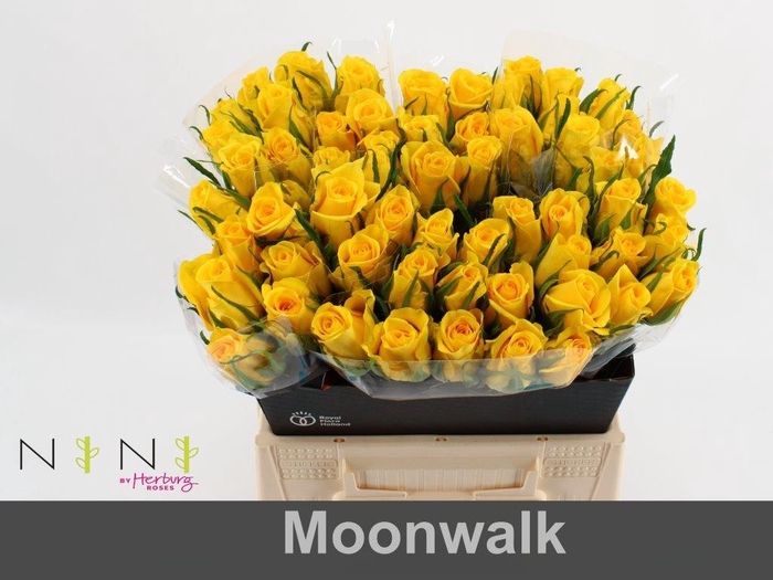 <h4>Rosa large moonwalk</h4>
