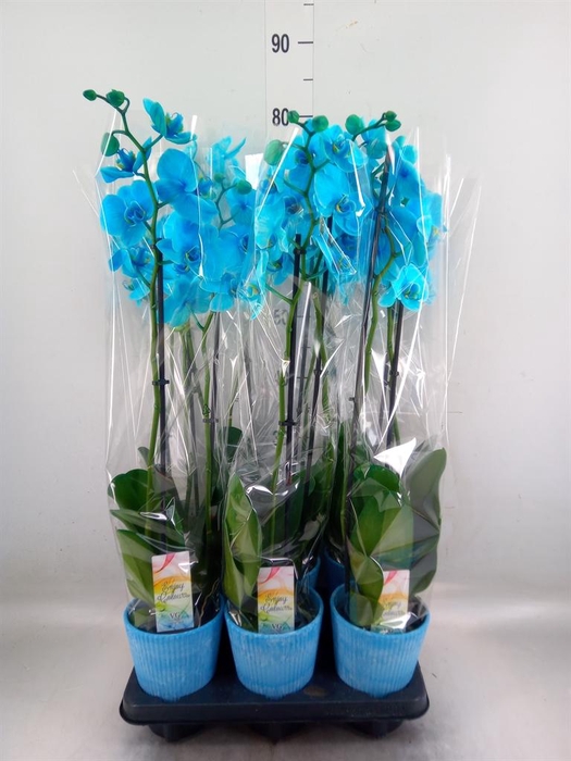 <h4>Phalaenopsis   ...</h4>