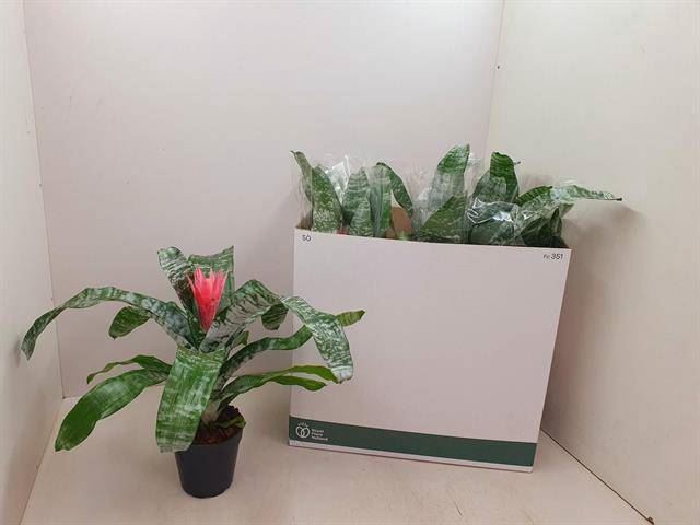 <h4>Aechmea fasciata 'Primera'</h4>