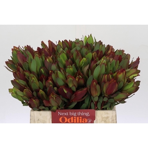 Leucadendron Senorita