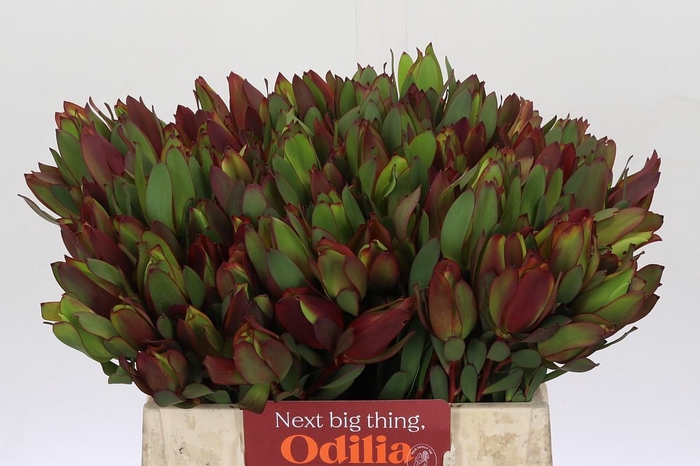 Leucadendron Senorita